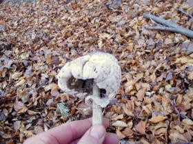 photo coins arrondis