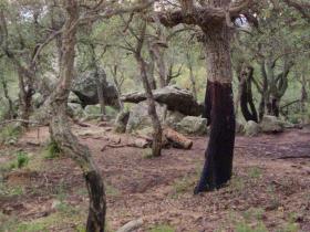 photo coins arrondis