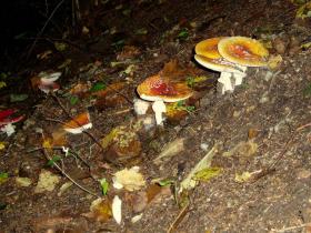 photo coins arrondis