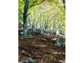 photo coins arrondis