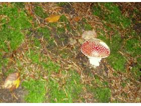 photo coins arrondis