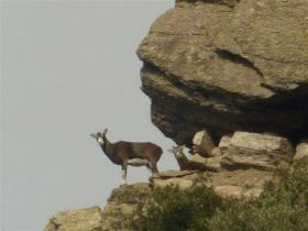 Le massif du CAROUX Le massif du CAROUX