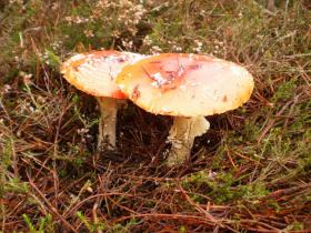 photo coins arrondis