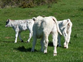 photo coins arrondis