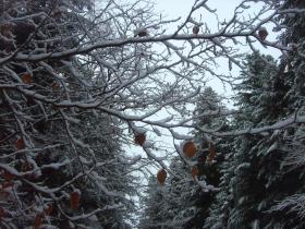 photo coins arrondis