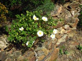 photo coins arrondis