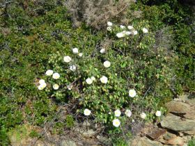 photo coins arrondis