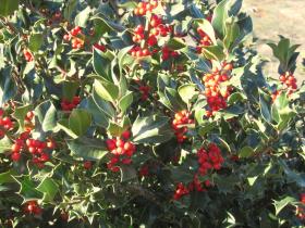 photo coins arrondis