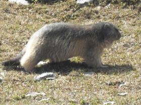Marmotte Marmotte