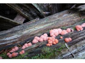 photo coins arrondis