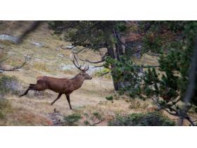 le brame du cerf le brame du cerf