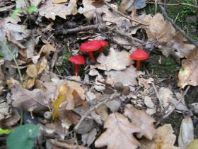 photo coins arrondis