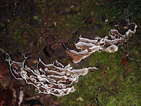 photo coins arrondis