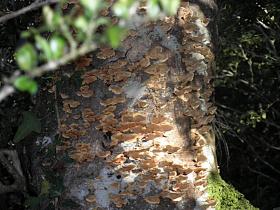 photo coins arrondis