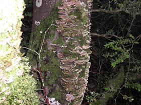 photo coins arrondis