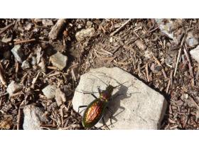 daniel-canigo-4-.jpg Image aléatoire