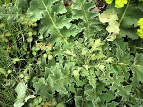 photo coins arrondis