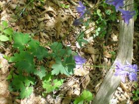 photo coins arrondis