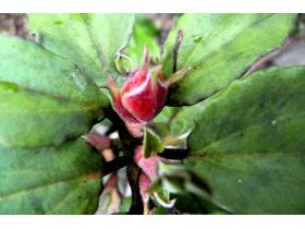 photo coins arrondis