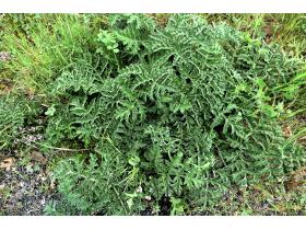 photo coins arrondis