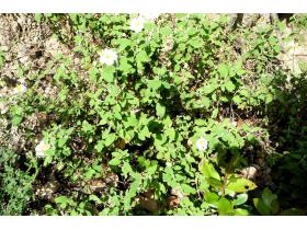 photo coins arrondis