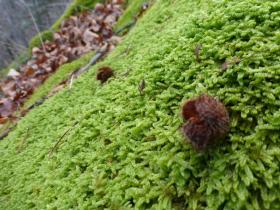 photo coins arrondis