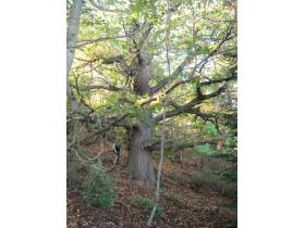 photo coins arrondis