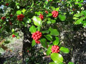 photo coins arrondis