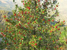 photo coins arrondis