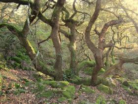 photo coins arrondis