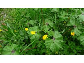 photo coins arrondis