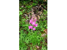 photo coins arrondis