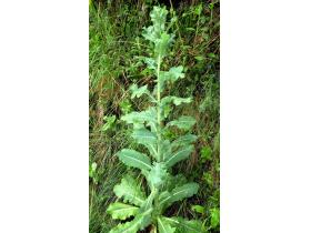 photo coins arrondis