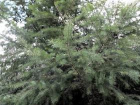 photo coins arrondis