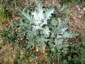 photo coins arrondis