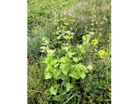 photo coins arrondis