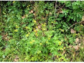 photo coins arrondis