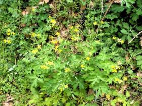 photo coins arrondis