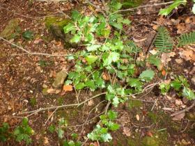 photo coins arrondis