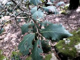 photo coins arrondis