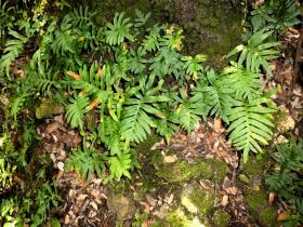 photo coins arrondis