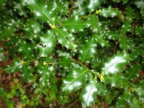 photo coins arrondis