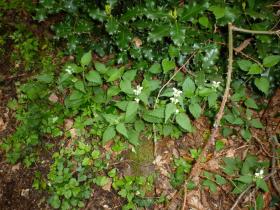 photo coins arrondis