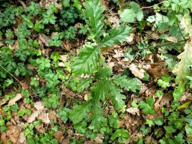 photo coins arrondis