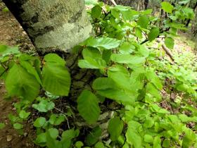 photo coins arrondis