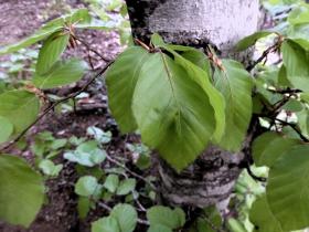 photo coins arrondis