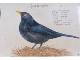 photo coins arrondis