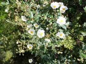 photo coins arrondis