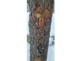 photo coins arrondis