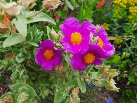 photo coins arrondis